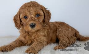 Kúpanie - ŠTENIATKO Labradoodle