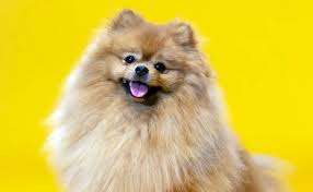 malý (2hod) - Komplet úprava - POMERANIAN/špic