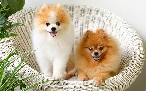 malý (1,5hod) - Komplet úprava - POMERANIAN/špic