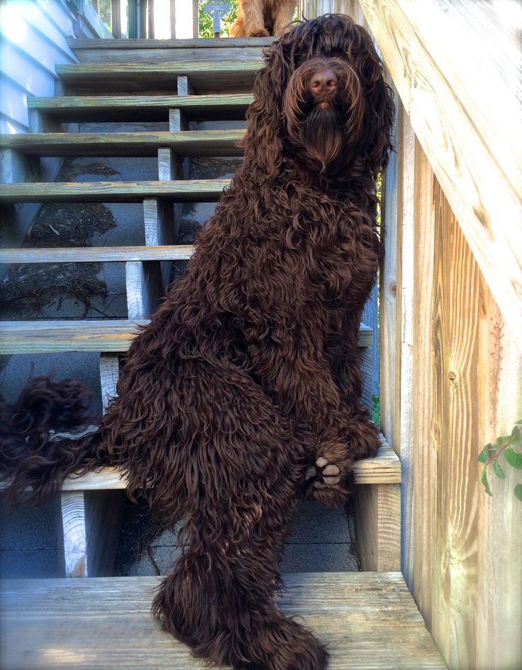 Veľký - obrovský LABRADOODLE - 5hod - Komplet úprava 