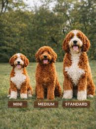 malý - mini (2hod) LABRADOODLE - Komplet úprava