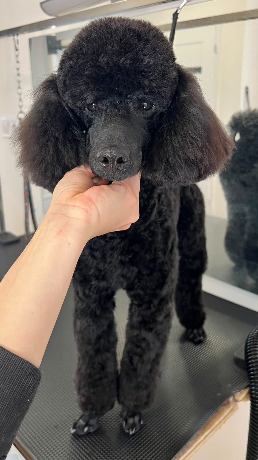 Foto